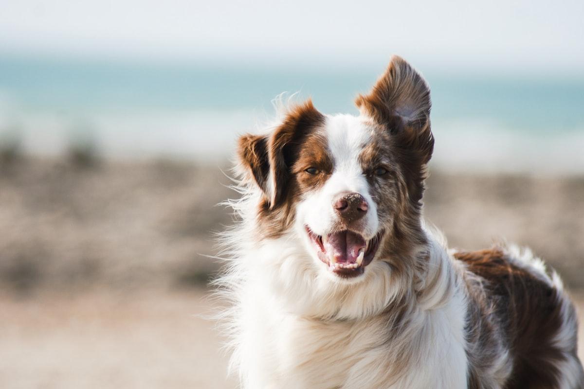 Dog sitting on the floor of a well-maintained rental home